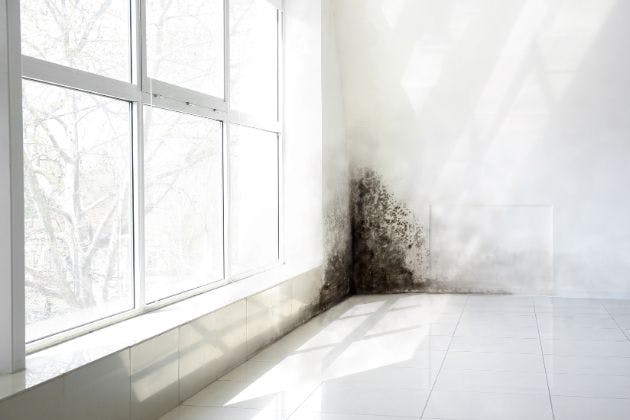 Black Mould on External Walls: What It Means for Your Home